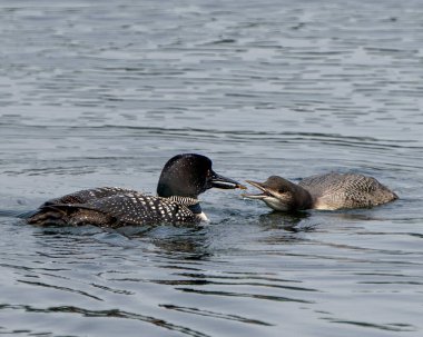 Common Loon feeding its young in growing phase in their environment and habitat environment. Juvenile Loon. Immature bird. Image. Loon Picture. Portrait.