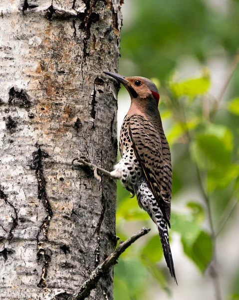 Northern Flicker male bird close-up view, creeping on tree and creeping on a tree trunk with a blur background in its environment and habitat surrounding during bird season mating. Flicker Bird Image. Picture. Portrait. Photo.