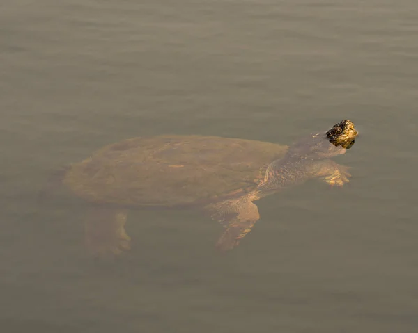 Snapping Turtle Close Foggy Water Its Head Out Water Its — Photo