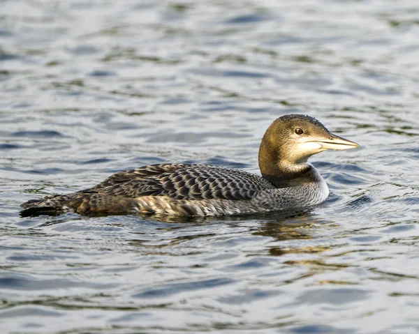 Common Loon Immature Young Bird Close Swimming Its Environment Habitat — Stok fotoğraf