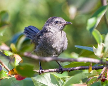 Gri Kedi Kuşu Yavrusu, yeşil bulanık bir arka plana tünemiş bir dala tüy konmuş ve çevresindeki gri tüyleri ve güneş doğduktan sonra aydınlanan yaşam alanını göstermektedir...