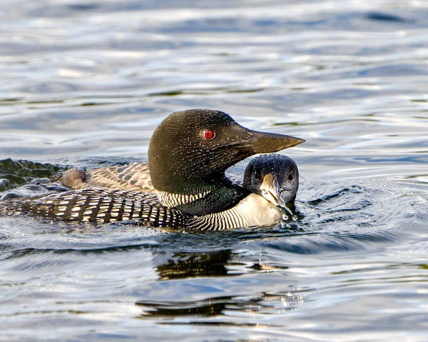 Plongeon Huard Avec Jeunes Plongeons Immatures Vue Profil Rapprochée Nager — Photo