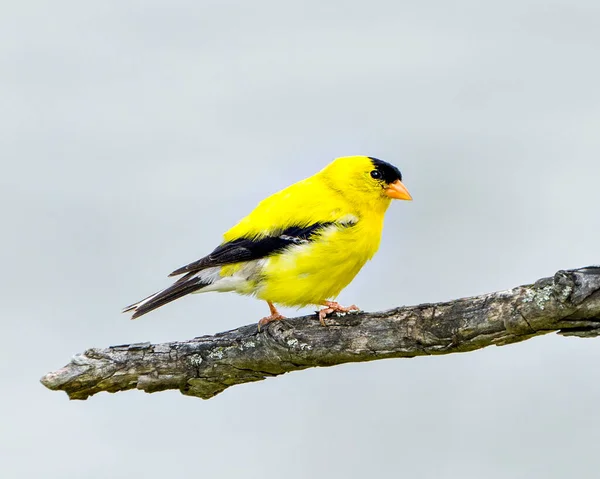 黄色い羽を示す周囲の環境や生息地で青い空の背景を持つ枝にゴールドフィンチ鳥 — ストック写真