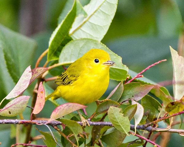 Yellow Warbler close-up perched on branch with a insect in its beak with a leaves background in its environment and habitat surrounding displaying yellow plumage feather.