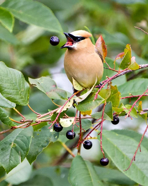 Cedar Waxwing perched catching a wild berry fruit in its open beak enjoying its environment and habitat surrounding with a blur background.