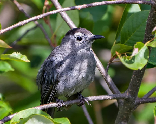 Szürke Catbird Fiatal Madár Ültetett Ágon Zöld Levelek Elmosódott Háttér — Stock Fotó