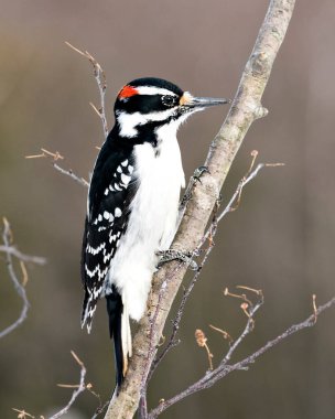 Ağaçkakan, çevre ve yaşam ortamında bulanık bir arka plana sahip bir ağaç dalına tünemiş yakın plan profil görüntüsü. Görüntü. Görüntü. Portre. Ağaçkakan Stok Fotoğrafı.