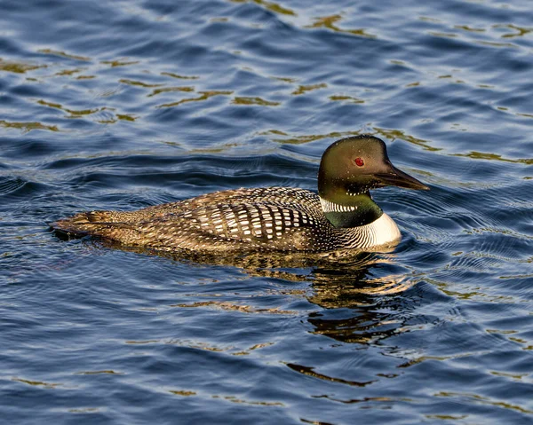 Vue Rapprochée Plongeon Huard Nageant Dans Lac Dans Son Environnement — Photo