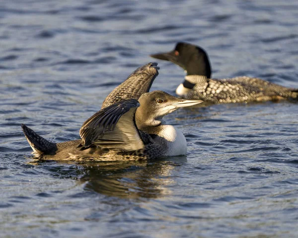 Jeune Oiseau Plongeon Huard Avec Des Ailes Déployées Dans Son — Photo