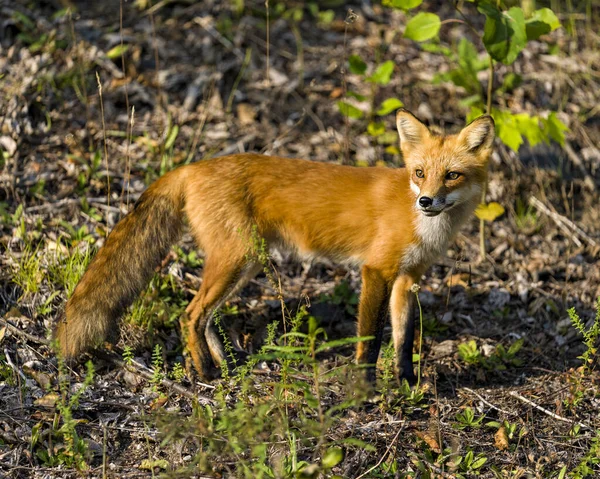 Red Fox Sola Sista Strålarna Den Nedgående Kvällssolen Sin Omgivning — Stockfoto