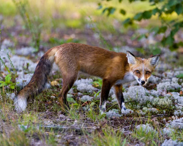 Red fox side view looking at camera with a blur foliage background with its summer fur coat in its environment and habitat surrounding.