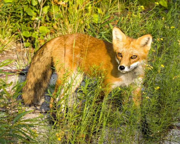 Red Fox Pławi Się Ostatnich Promieniach Zachodzącego Wieczornego Słońca Swoim — Zdjęcie stockowe