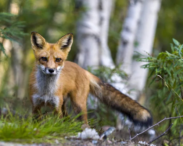 Red Fox Vista Vicino Profilo Con Foresta Sfocata Betulle Sfondo — Foto Stock