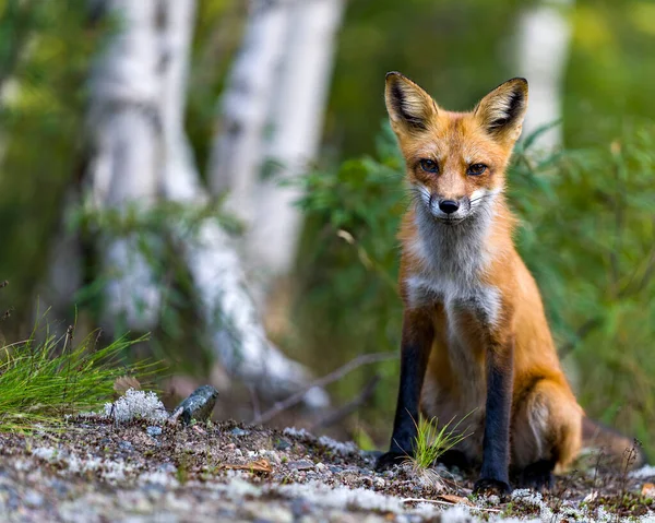Red Fox Vista Vicino Profilo Seduto Con Foresta Sfocata Betulle — Foto Stock