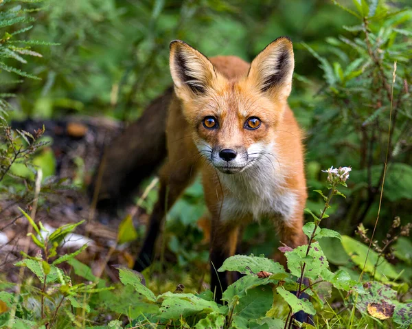 Widok Profilu Zbliżeniowego Red Fox Patrząc Kamerę Rozmytym Tłem Liści — Zdjęcie stockowe