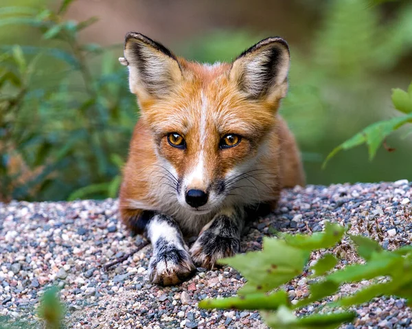 Red Fox Spoczywa Żwirze Patrząc Kamerę Rozmytym Tłem Liści Otoczeniu — Zdjęcie stockowe