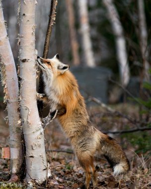Arka ayakları üzerinde duran kırmızı eşsiz tilki avını arıyor. Bahar mevsiminde ve yaşam alanında bulanık bir orman arka planı olan avını arıyor. Beyaz iz patileri, eşsiz yüzü, kürkü, tüylü kuyruğu sergiliyor. Görüntü. Portre. Fox Image 'da. Fotoğraf.