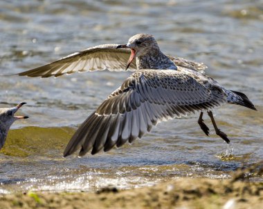 Su üzerinde uçan martı, çevresindeki bulanık su arka planına ve yaşam alanına sahip açık gagalı başka bir martıya doğru uçuyor.. 