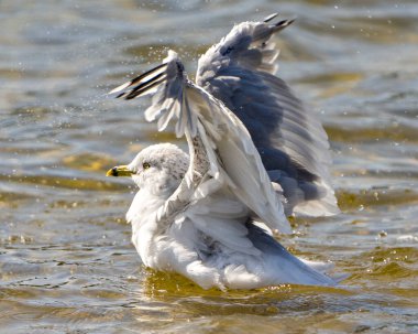 Suya yakın çekim profil görüntüsü, çevresindeki su sıçrayan kanatları ve çevresindeki yaşam alanlarıyla birlikte..