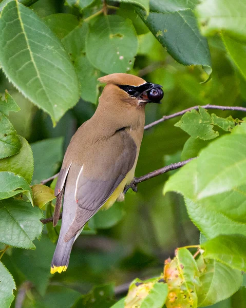 Cedar Waxwing perched with open beak eating wild berry fruits in its environment and habitat surrounding with a blur green  background. Waxwing Image. Picture. Photo.