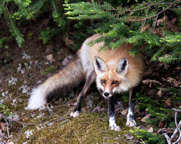 Vörös Róka Közelkép Profil Kilátás Tavaszi Megjelenítve Róka Farok Szőr — Stock Fotó