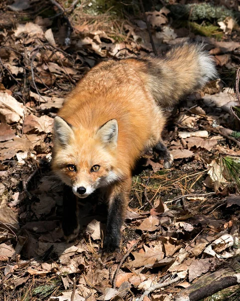 Red Fox Зблизька Дивляться Камеру Весняний Сезон Розмитим Фоном Лісів — стокове фото