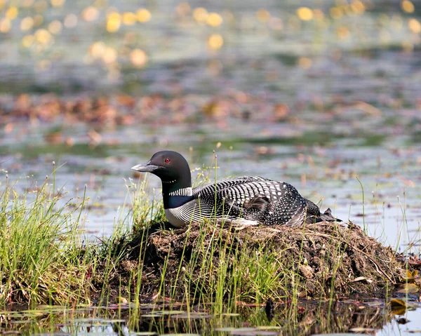 Common Loon Відпочиває Охороняє Гніздо Болотній Воді Розмитим Тлом Навколишньому — стокове фото