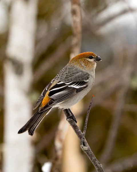 Pine Grosbeak Vista Perfil Close Feminino Empoleirado Com Fundo Desfocado — Fotografia de Stock