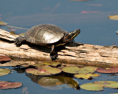 Havuzdaki bir kütüğe boyanmış kaplumbağa, nilüferler, yosunlar, kaplumbağa kabuğu, başı, çevresindeki ve habitatındaki pençeleri. Kaplumbağa resmi. Görüntü. Portre.