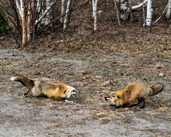 Rotfuchspaar Das Frühling Mit Birken Interagiert Zeigt Offenes Maul Zähne — Stockfoto