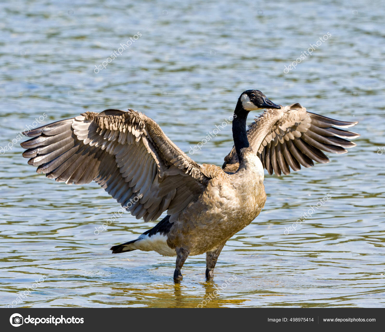 Canada Goose Water Spread Wings Its Environment Habitat