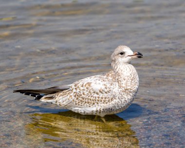 Suda yüzen martı profil görüntüsü dalgalı su ve çevresindeki arka plan ve yaşam alanı ile çevrili..