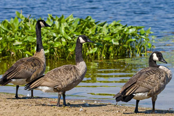 加拿大的雁鸟在水边行走时 在它们的环境和栖息地中显示出蓬松的褐色羽毛羽翼 周围有树叶背景 加拿大鹅图片 — 图库照片