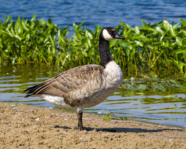 Canada Ganzen Wandelen Langs Het Water Met Pluizige Bruine Veren — Stockfoto