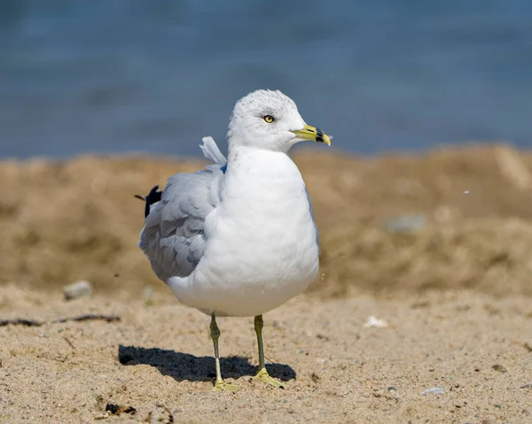 Seagull Close Profile View Stand Sand Met Wazige Waterachtergrond Omgeving — Stockfoto
