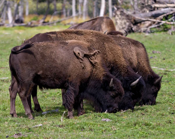 Bison Group Eating Grass Field Blur Forest Background Environment Habitat — Photo