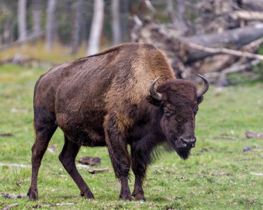 Bizon yakından görüntüsü tarlada yürürken orman arka planında geniş bir gövde ve boynuzları çevresi ve doğal ortamında gösteriyor. Buffalo Resimleri.
