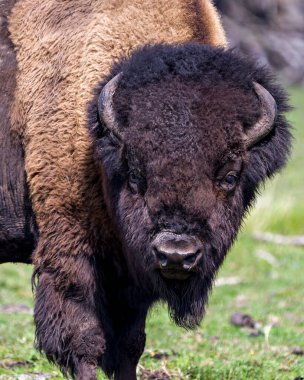 Bizon, çevresindeki kameralara ve doğal ortamlarına yakından bakıyor. Buffalo Resimleri.