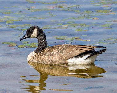 Kanada Kaz Kaz Kuşu yaz mevsiminde bulanık su ve nilüferlerin arka planında yüzüyor ve çevresindeki yaşam alanlarında yüzüyor.. 