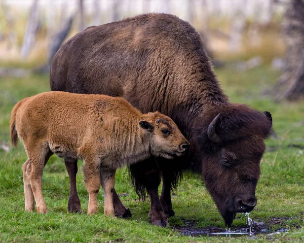 Bison Adulte Avec Bébé Bison Eau Potable Sur Terrain Dans — Photo