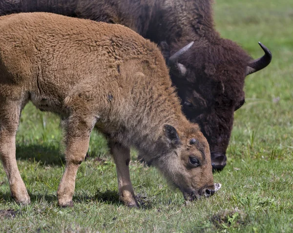 Bison Adulte Avec Vue Rapprochée Bébé Bison Sur Terrain Dans — Photo