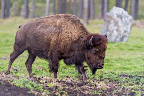 Vue Latérale Rapprochée Bison Marchant Dans Champ Avec Fond Forêt — Photo