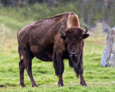 Bizon yakın çekim görüntüsü, arka planda geniş bir vücut ve boynuzları çevresi ve doğal ortamında gösteren bulanık bir kameraya bakıyor. Buffalo Resimleri.