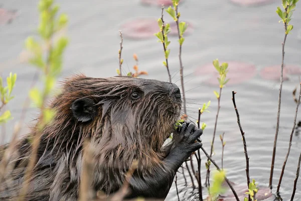 Beaver Close Profile Side View Head Shot Water Water Lily — Stock Photo, Image