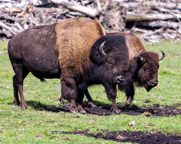 Vue Rapprochée Profil Bison Sur Terrain Avec Fond Flou Herbe — Photo