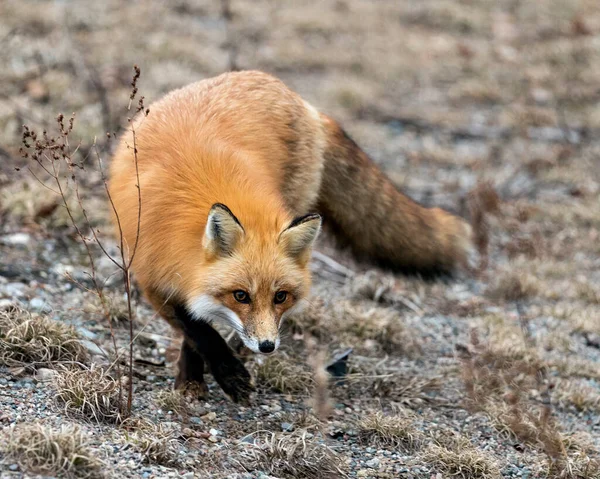 Widok Profilu Zbliżenie Red Fox Poszukiwania Sezonie Wiosennym Rozmytym Tle — Zdjęcie stockowe