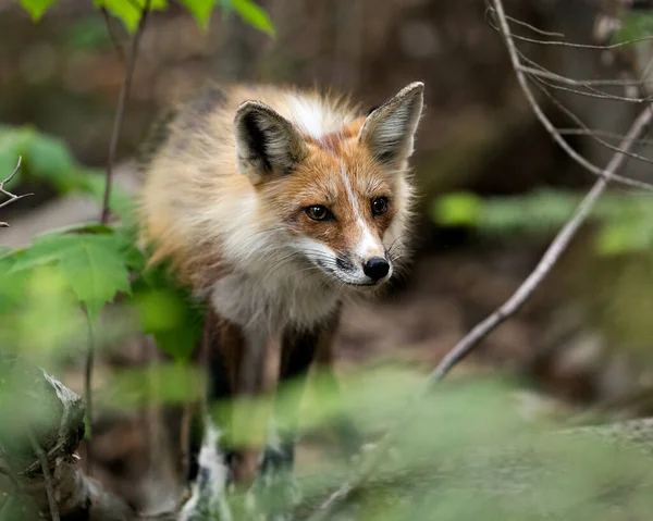 Red fox head shot with blur background and foreground in its environment and surrounding. Fox Image. Picture. Portrait. Photo. Head close up.