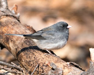 Junco kuşu, gri tüy tüyünü, başını, gözünü, gagasını, ayaklarını, çevresini ve yaşam alanını bulanık gösteren bir dala tünemişti..