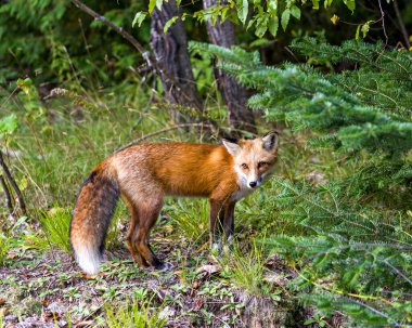 Ormandaki tilki, habitatında ve ortamında orman arka planına sahip bir kameraya bakıyor. Kürk, vücut, kafa, gözler, kulaklar, burun, pençeler, kıllı kuyruk. Red Fox Görüntü. Fotoğraf. Portre. Resim.