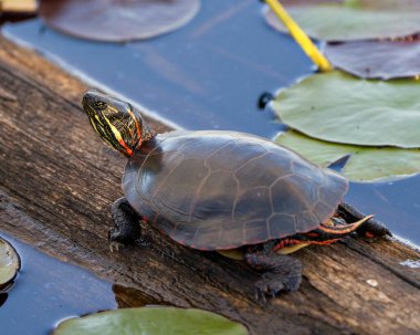 Havuzdaki bir kütüğe boyanmış kaplumbağa, nilüferler, su zambakları, kaplumbağa kabuğu, başı, çevresindeki ve habitatındaki pençeleri. Kaplumbağa resmi. Görüntü. Portre.